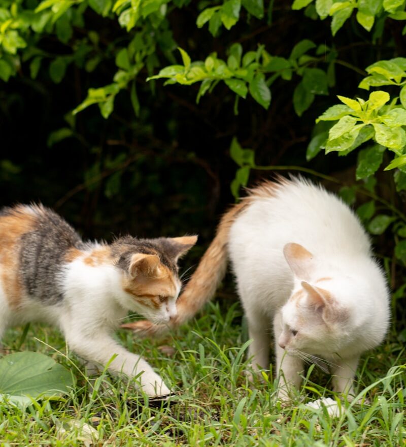 a group of cats in the grass